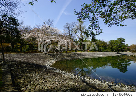 京都仙洞禦所南池與櫻花 124906602