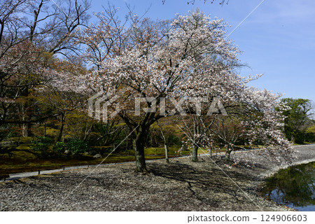 Kyoto Sento Imperial Palace South Pond and Cherry Blossoms 124906603