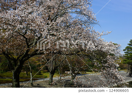 京都仙洞禦所南池與櫻花 124906605