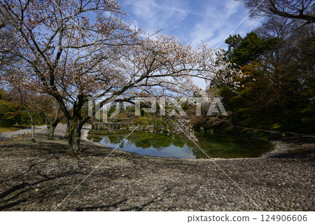 京都仙洞禦所南池與櫻花 京都仙洞禦所南池與櫻花 124906606