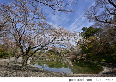 京都仙洞禦所南池與櫻花 124906607