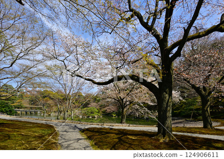 京都仙洞禦所南池與櫻花 124906611