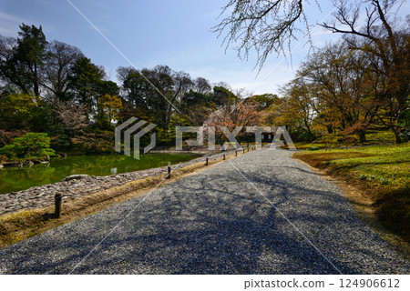 Kyoto Sento Imperial Palace South Pond and Cherry Blossoms 124906612