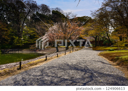 京都仙洞禦所南池與櫻花 京都仙洞禦所南池與櫻花 124906613