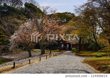 京都仙洞禦所南池與櫻花 124906614