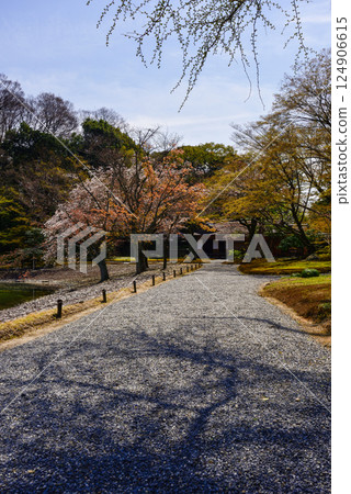 京都仙洞禦所南池與櫻花 124906615