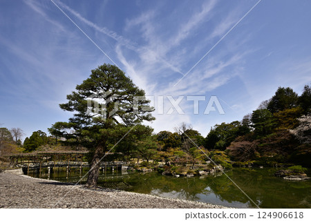 京都仙洞禦所南池與櫻花 124906618