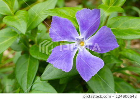 紫花長春花 124906648