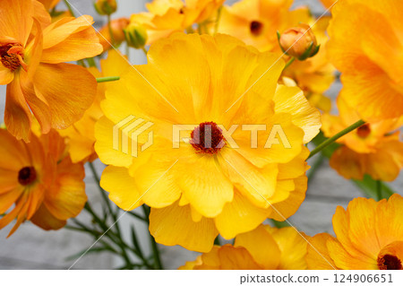 Bright orange Ranunculus flowers 124906651