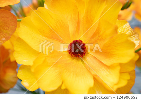 Orange ranunculus flower close-up Orange ranunculus flower close-up 124906652