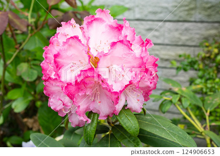 Close-up of the flower of Rhododendron 'Mrs. Fujii' 124906653