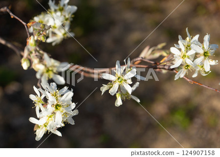 Flower of June Berry (American Sea Fly Bok) 124907158