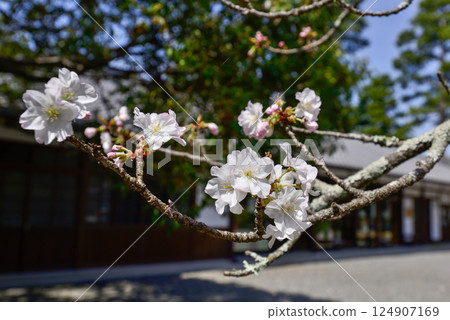 Omiya Imperial Palace (Kyoto Sento Imperial Palace) Omiya Cherry Blossoms Omiya Imperial Palace (Kyoto Sento Imperial Palace) Omiya Cherry Blossoms 124907169
