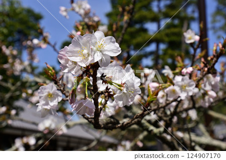 Omiya Imperial Palace (Kyoto Sento Imperial Palace) Omiya Cherry Blossoms 124907170