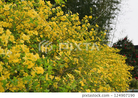 盛開的黃色花朵預示著春天的到來 124907190