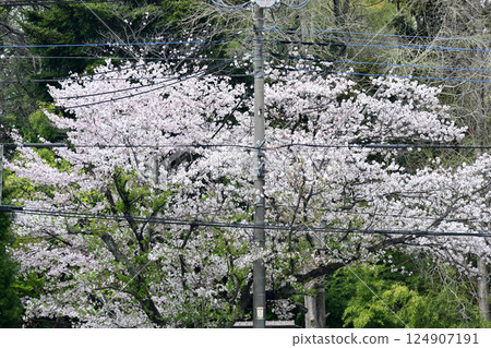 櫻花的風景 124907191
