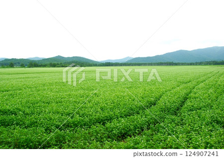 View of the Horokanai buckwheat fields 124907241