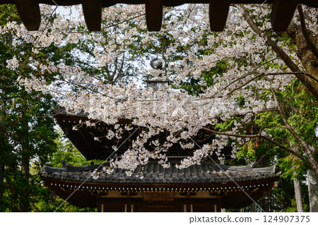 Cherry blossoms at Nanzenji 124907375