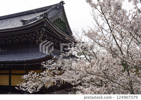 Cherry blossoms at Nanzenji 124907379