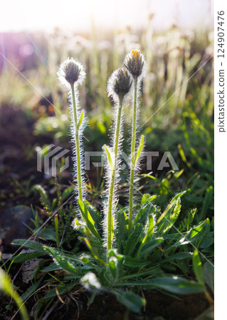 Close-up detail view alpine hawkweed blossoms glow against warm morning sunlight backlit. Gentle morning warmth softly blankets high alpine ground, evoking serene natural wonder beneath ambient glow Close-up detail view alpine hawkweed blossoms glow against warm morning sunlight backlit. Gentle morning warmth softly blankets high alpine ground, evoking serene natural wonder beneath ambient glow 124907476