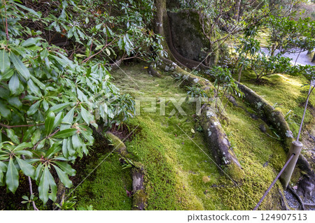 日本庭園「無鄰庵」的美麗苔蘚花園 124907513