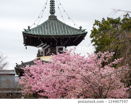 聖靈寺(佐賀縣釋迦堂)川津櫻和寶穗 聖靈寺(佐賀縣釋迦堂)川津櫻和寶穗 124907597