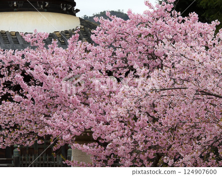 Seiryoji Temple (Saga Shakado) Kawazu Sakura and Tahoto Seiryoji Temple (Saga Shakado) Kawazu Sakura and Tahoto 124907600