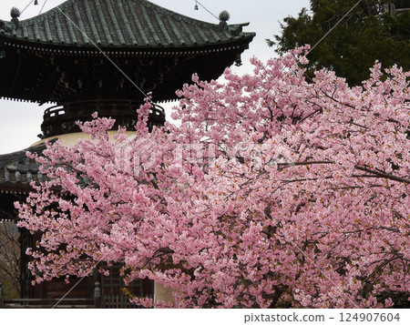 Seiryoji Temple (Saga Shakado) Kawazu Sakura and Tahoto 124907604
