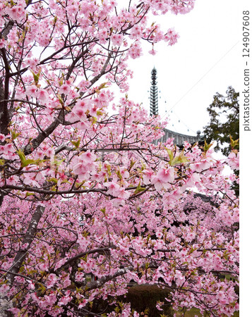 Seiryoji Temple (Saga Shakado) Kawazu Sakura and Tahoto 124907608