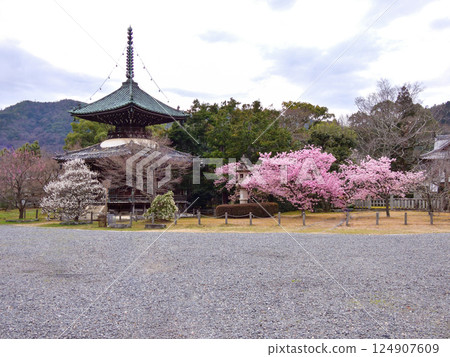 Seiryoji Temple (Saga Shakado) Kawazu Sakura and Tahoto 124907609