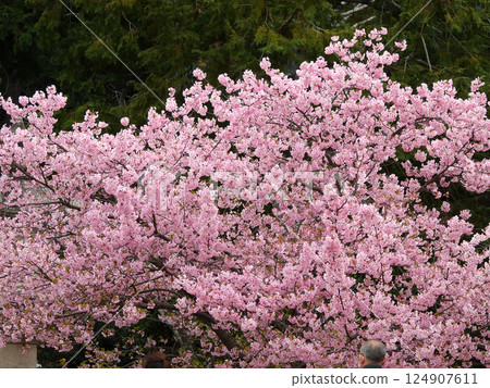 千代寺(佐賀縣釋迦堂)川津櫻 千代寺(佐賀縣釋迦堂)川津櫻 124907611