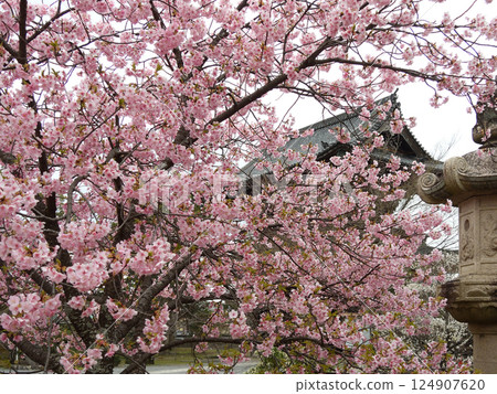 Seiryoji Temple (Saga Shakado) Kawazu Sakura 124907620