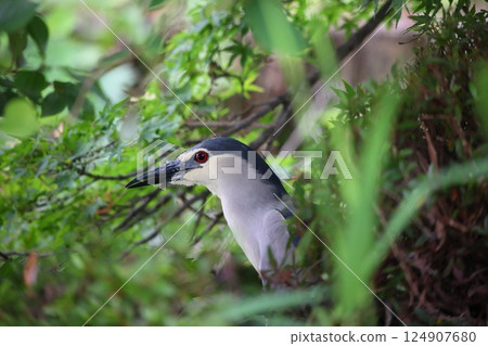 Great blue heron 124907680