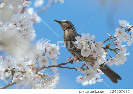 Brown faced with cherry blossoms Brown faced with cherry blossoms 124907685