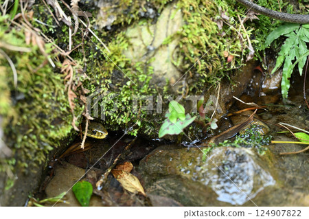 Spring Snake 124907822