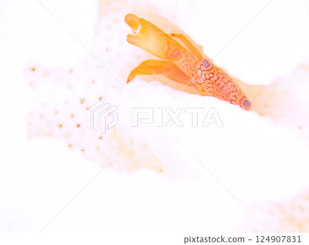 A coral crab lives on bleached coral. Hirizohama Nakagi Minamiizu Town Izu Peninsula Shizuoka Prefecture 2024 124907831