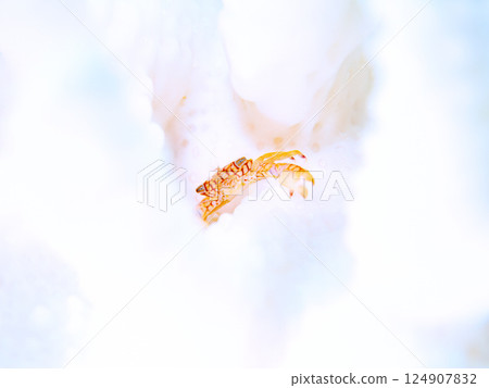A coral crab lives on bleached coral. Hirizohama Nakagi Minamiizu Town Izu Peninsula Shizuoka Prefecture 2024 124907832