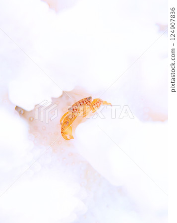 A coral crab lives on bleached coral. Hirizohama Nakagi Minamiizu Town Izu Peninsula Shizuoka Prefecture 2024 124907836