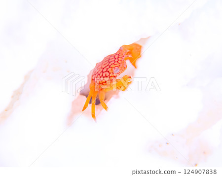 網紋珊瑚蟹生活在白化的珊瑚上。 Hirizohama Nakagi 南伊豆鎮 伊豆半島 靜岡縣 2024 網紋珊瑚蟹生活在白化的珊瑚上。 Hirizohama Nakagi 南伊豆鎮 伊豆半島 靜岡縣 2024 124907838