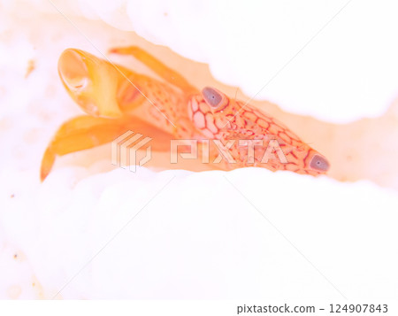 A coral crab lives on bleached coral. Hirizohama Nakagi Minamiizu Town Izu Peninsula Shizuoka Prefecture 2024 124907843