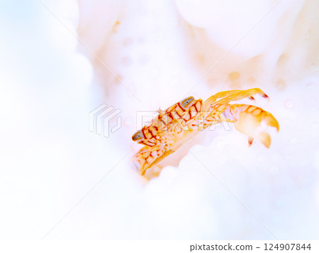 A coral crab lives on bleached coral. Hirizohama Nakagi Minamiizu Town Izu Peninsula Shizuoka Prefecture 2024 A coral crab lives on bleached coral. Hirizohama Nakagi Minamiizu Town Izu Peninsula Shizuoka Prefecture 2024 124907844