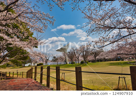 Spring has come and the scenery around Lake Kitagata is covered in cherry blossoms 124907910