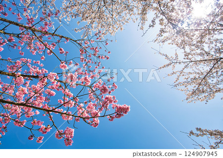 Spring has come and the scenery around Lake Kitagata is covered in cherry blossoms Spring has come and the scenery around Lake Kitagata is covered in cherry blossoms 124907945