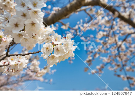 春天來了，北方湖周圍櫻花盛開 124907947