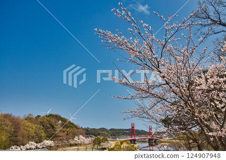 春天來了，北方湖周圍櫻花盛開 124907948