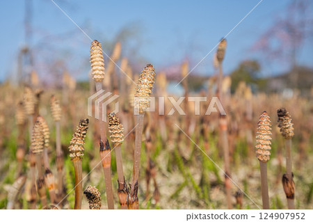 Spring has come and the scenery around Lake Kitagata is covered in cherry blossoms 124907952