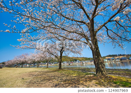 Spring has come and the scenery around Lake Kitagata is covered in cherry blossoms Spring has come and the scenery around Lake Kitagata is covered in cherry blossoms 124907969