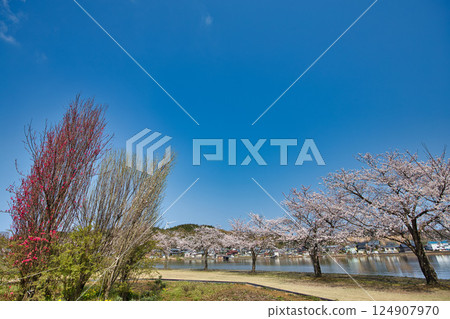 Spring has come and the scenery around Lake Kitagata is covered in cherry blossoms Spring has come and the scenery around Lake Kitagata is covered in cherry blossoms 124907970