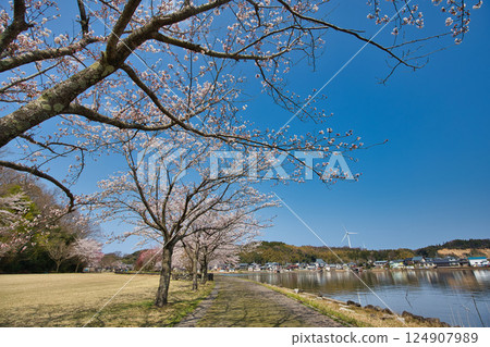 春天來了,北方湖周圍櫻花盛開 春天來了,北方湖周圍櫻花盛開 124907989