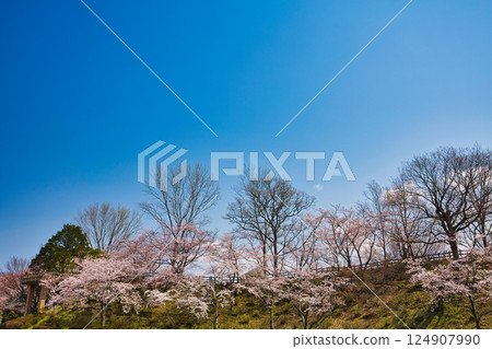 Spring has come and the scenery around Lake Kitagata is covered in cherry blossoms Spring has come and the scenery around Lake Kitagata is covered in cherry blossoms 124907990